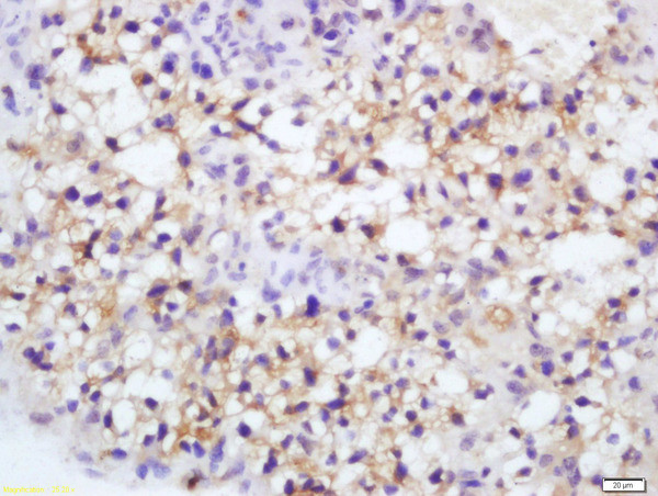 Endothelial Lipase Antibody in Immunohistochemistry (Paraffin) (IHC (P))
