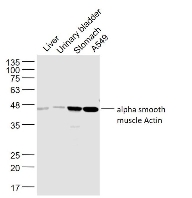 Actin Antibody in Western Blot (WB)