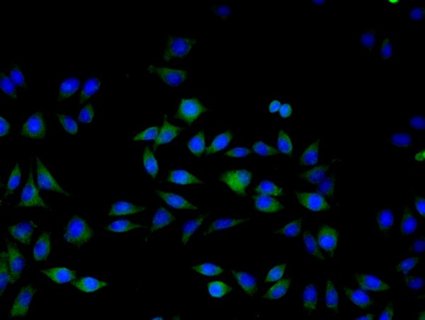 ERK1 Antibody in Immunocytochemistry (ICC/IF)