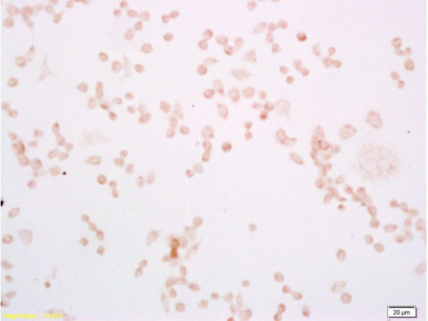 TLR4 Antibody in Immunocytochemistry (ICC/IF)