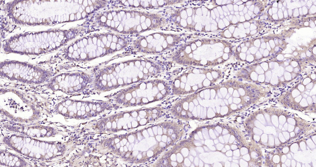 HINT1 Antibody in Immunohistochemistry (Paraffin) (IHC (P))