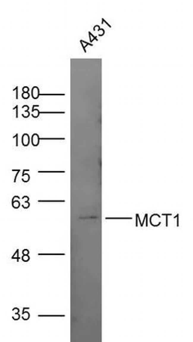 MCT1 Antibody in Western Blot (WB)