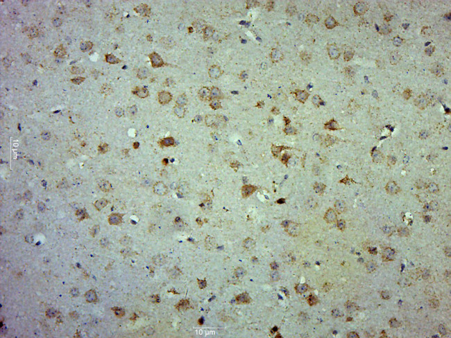 COX4 Antibody in Immunohistochemistry (Paraffin) (IHC (P))