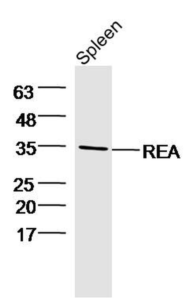 Prohibitin 2 Antibody in Western Blot (WB)