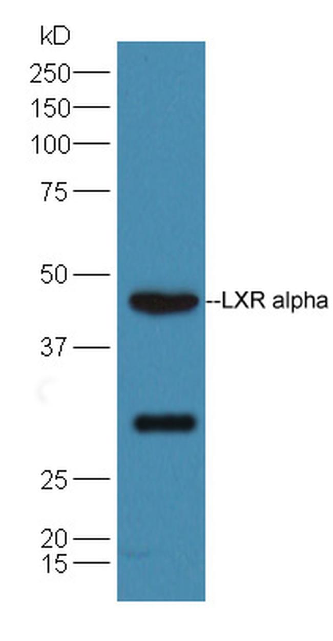 LXR alpha + LXR beta Antibody in Western Blot (WB)