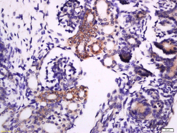 Phospho-STX1A (Ser188) Antibody in Immunohistochemistry (Paraffin) (IHC (P))