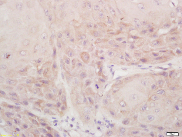 DSPP Antibody in Immunohistochemistry (Paraffin) (IHC (P))