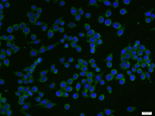 CD86 Antibody in Immunocytochemistry (ICC/IF)