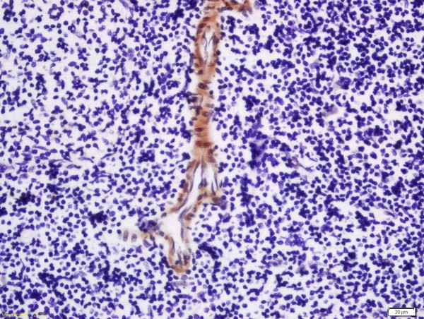 MPL Antibody in Immunohistochemistry (Paraffin) (IHC (P))