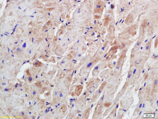 Syntrophin-2 Antibody in Immunohistochemistry (Paraffin) (IHC (P))