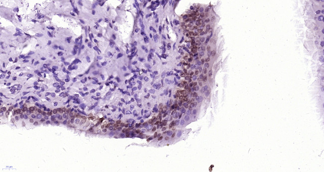 CCL26 Signal peptide Antibody in Immunohistochemistry (Paraffin) (IHC (P))