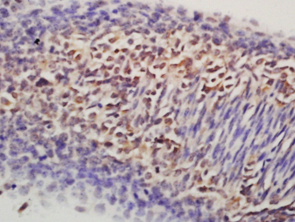 Nanog Antibody in Immunohistochemistry (Paraffin) (IHC (P))