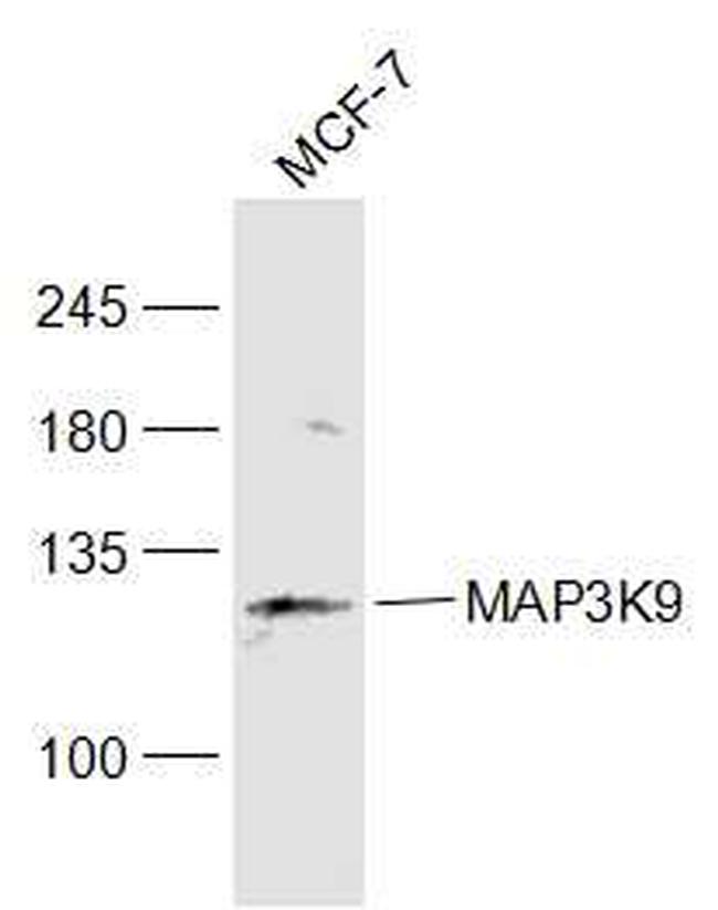 MAP3K9 Antibody in Western Blot (WB)