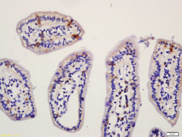 NALP6 Antibody in Immunohistochemistry (Paraffin) (IHC (P))