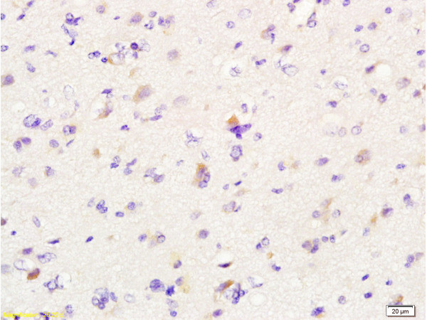 MIF Antibody in Immunohistochemistry (Paraffin) (IHC (P))