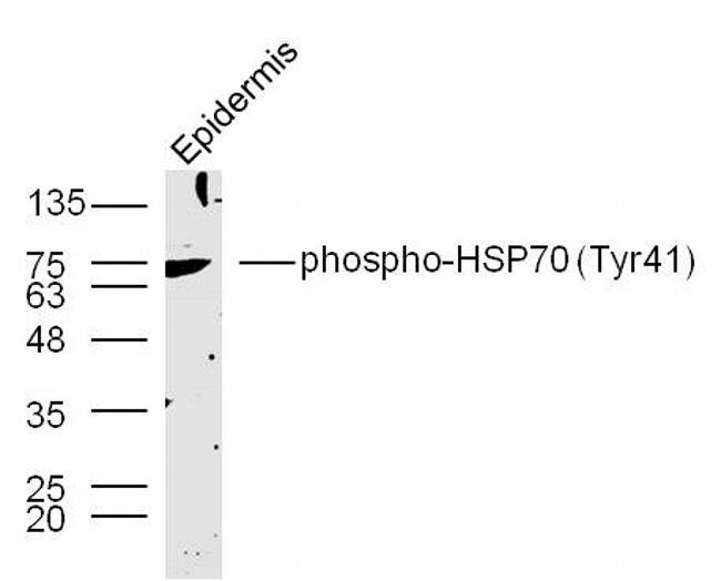 Phospho-HSP70 (Tyr41) Antibody in Western Blot (WB)