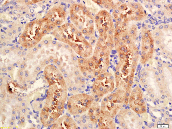 Serine Racemase Antibody in Immunohistochemistry (Paraffin) (IHC (P))