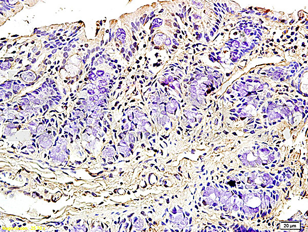 Podoplanin Antibody in Immunohistochemistry (Paraffin) (IHC (P))