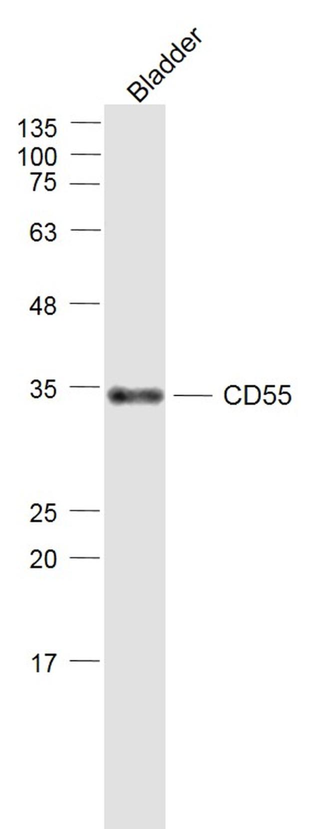 CD55 Antibody in Western Blot (WB)