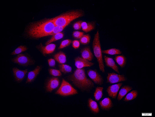 ENT2 Antibody in Immunocytochemistry (ICC/IF)