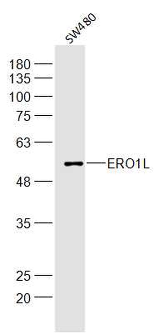ERO1L Antibody in Western Blot (WB)