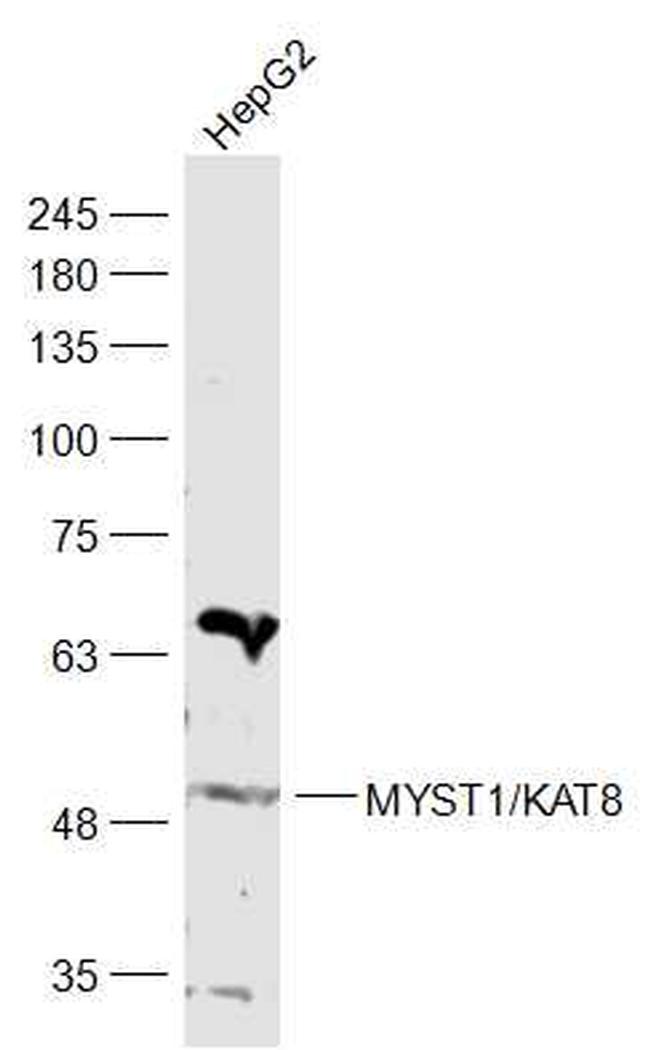 MYST1/KAT8 Antibody in Western Blot (WB)
