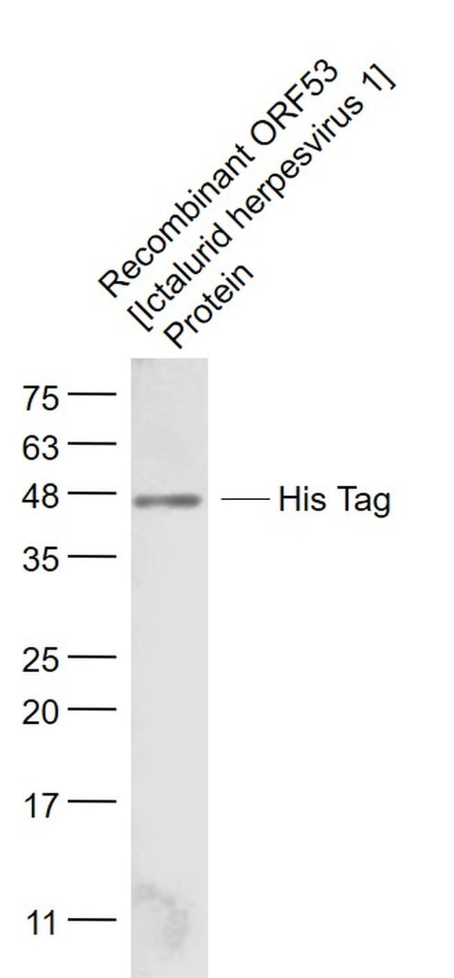 His Tag Antibody in Western Blot (WB)