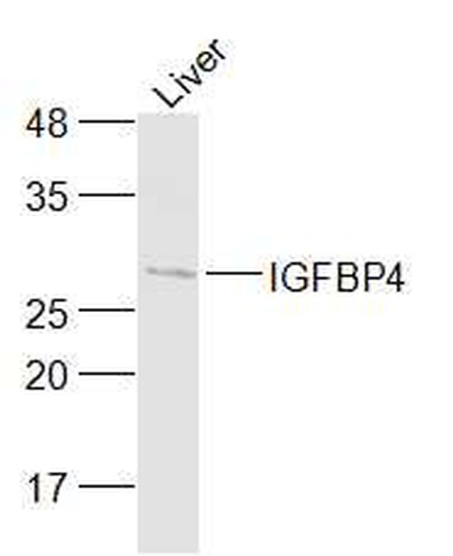 IGFBP4 Antibody in Western Blot (WB)