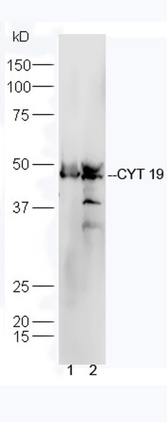 CYT19 Antibody in Western Blot (WB)