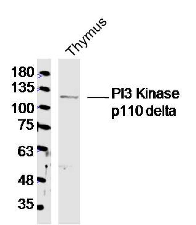 PI3 Kinase p110 delta Antibody in Western Blot (WB)