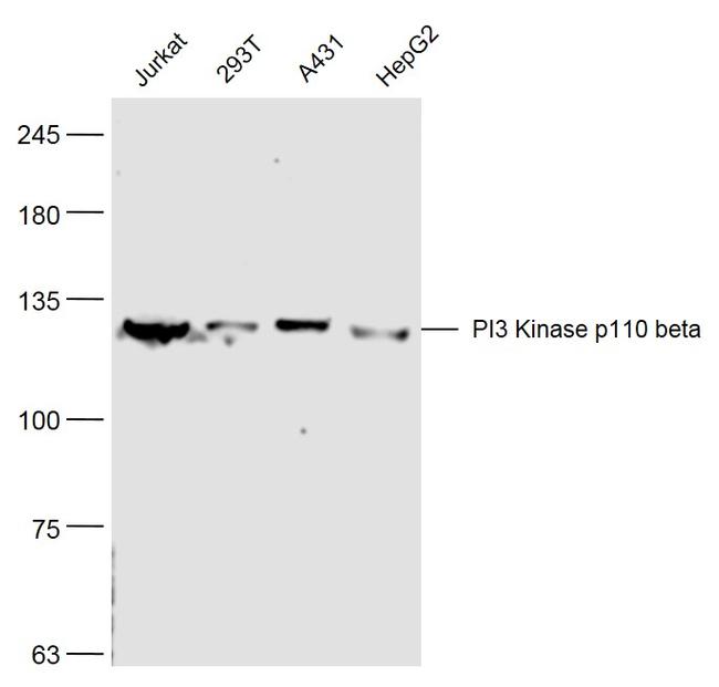 PI3 Kinase p110 beta Antibody in Western Blot (WB)