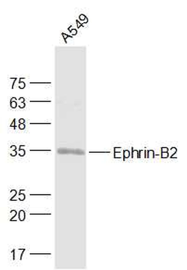 Ephrin-B2 Antibody in Western Blot (WB)