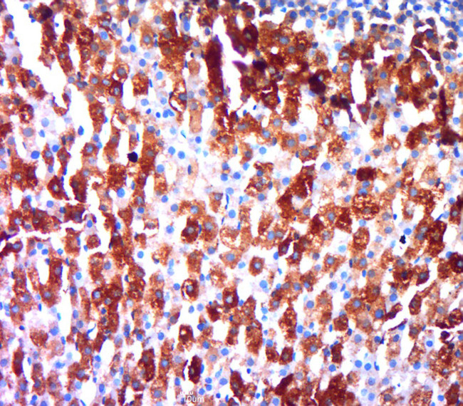 Secretogranin-5 Antibody in Immunohistochemistry (Paraffin) (IHC (P))