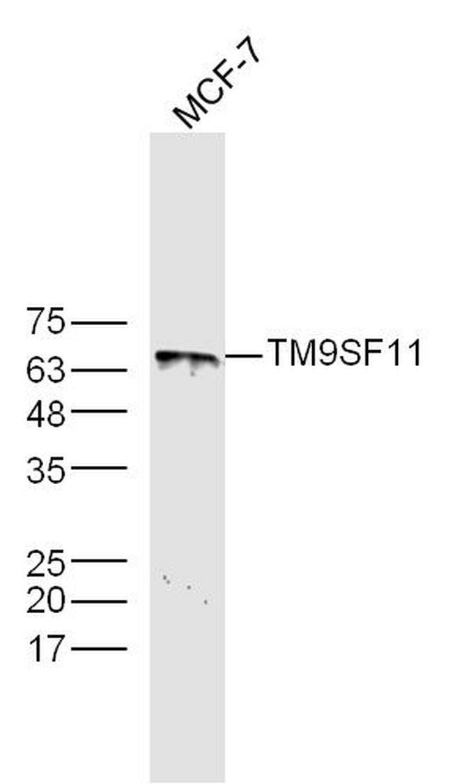 TM9SF1 Antibody in Western Blot (WB)