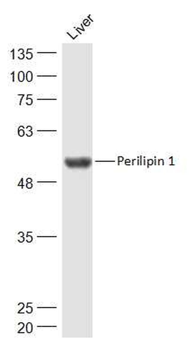 Perilipin 1 Antibody in Western Blot (WB)