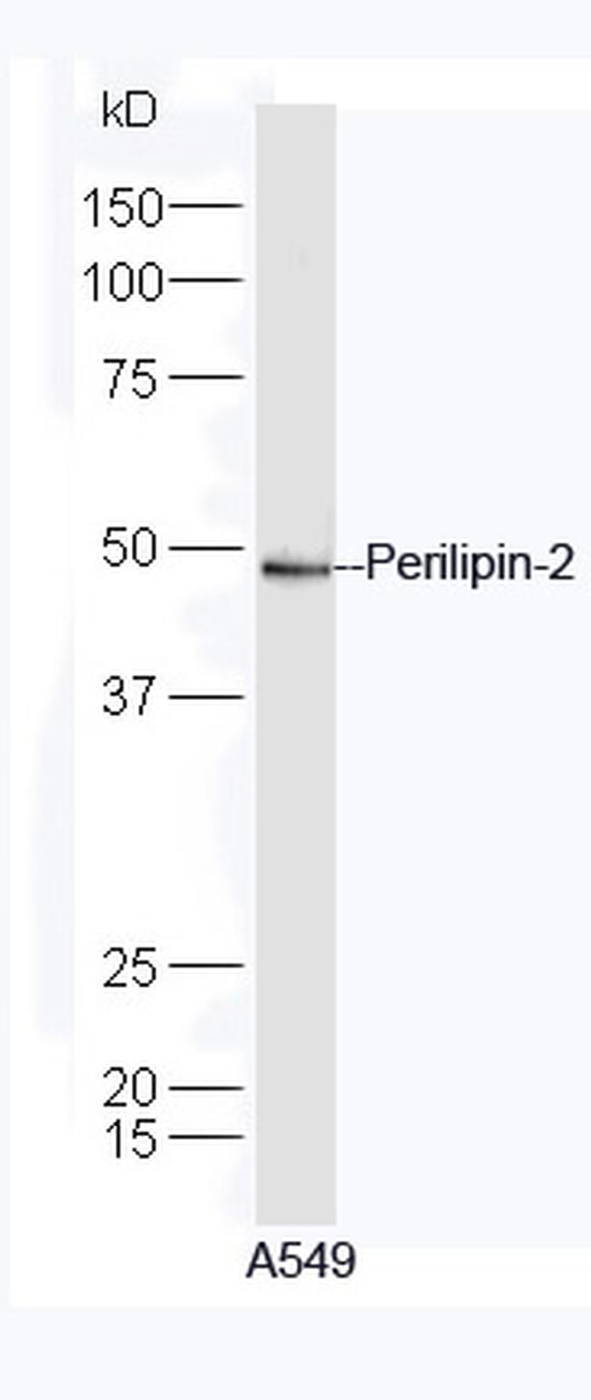 Perilipin 2 Antibody in Western Blot (WB)