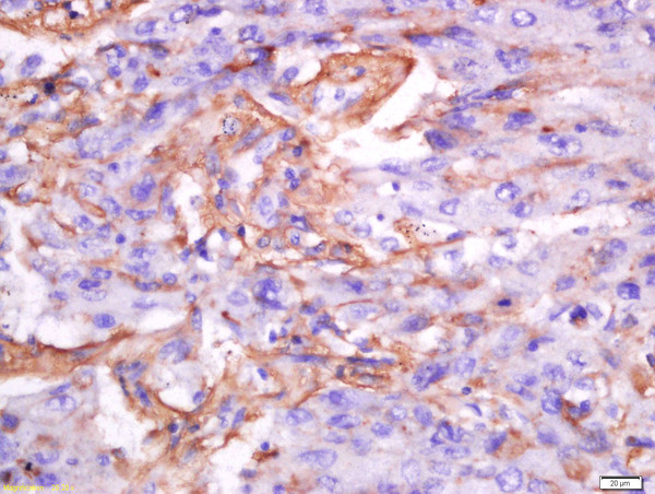 Exportin-2 Antibody in Immunohistochemistry (Paraffin) (IHC (P))