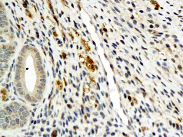 Angiopoietin 4 Antibody in Immunohistochemistry (Paraffin) (IHC (P))