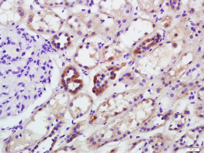 GAPDH Antibody in Immunohistochemistry (Paraffin) (IHC (P))