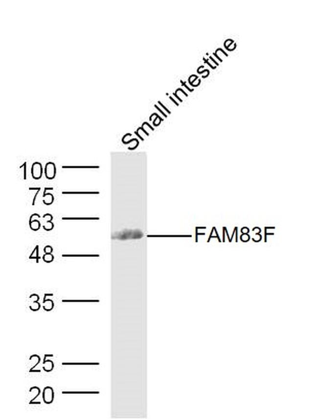FAM83F Antibody in Western Blot (WB)