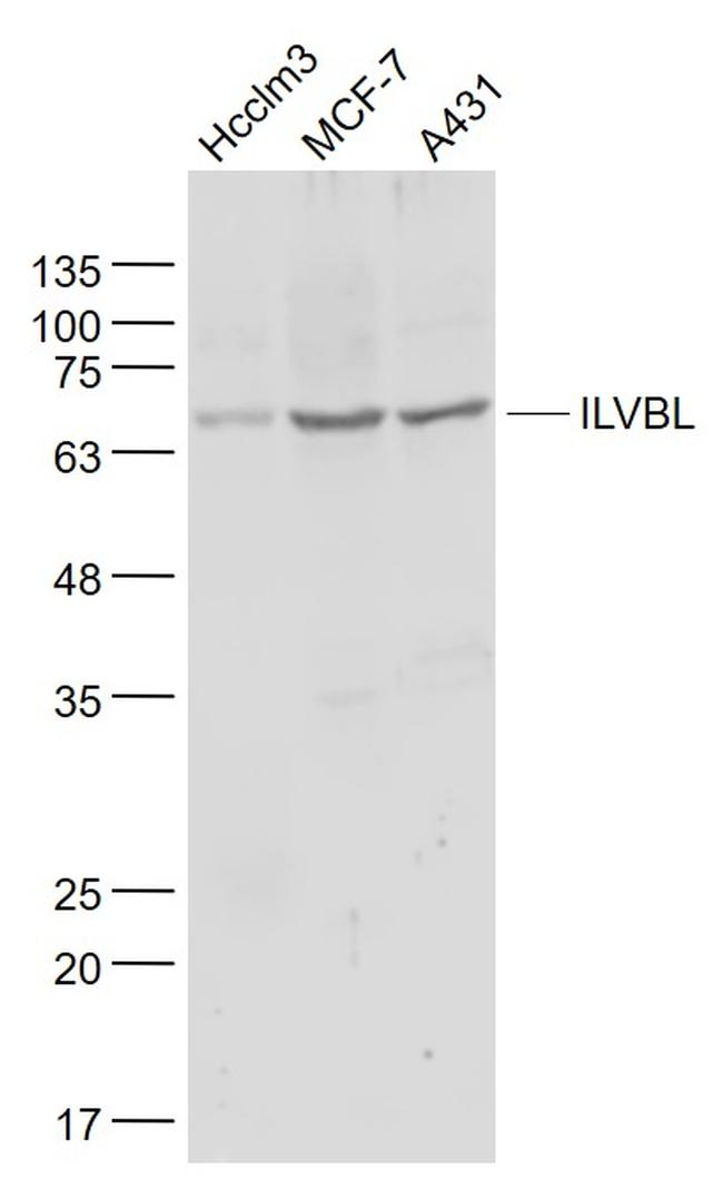 ILVBL Antibody in Western Blot (WB)