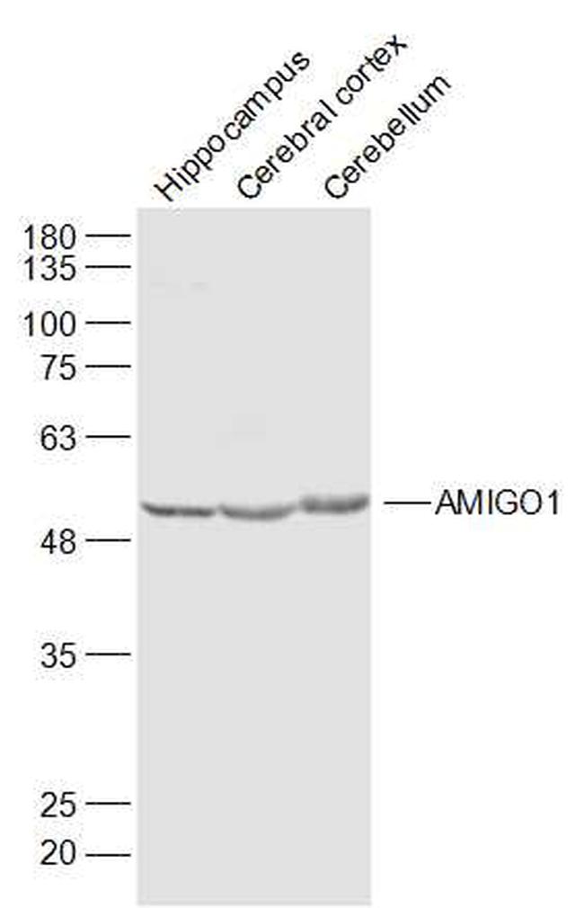 AMIGO1 Antibody in Western Blot (WB)