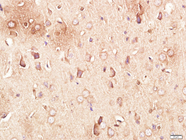 Neurotrimin/HNT Antibody in Immunohistochemistry (Paraffin) (IHC (P))