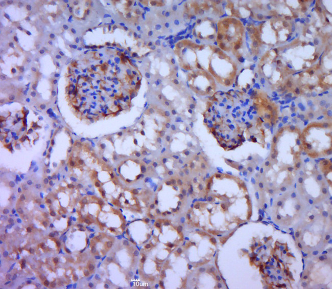 MDGA2 Antibody in Immunohistochemistry (Paraffin) (IHC (P))