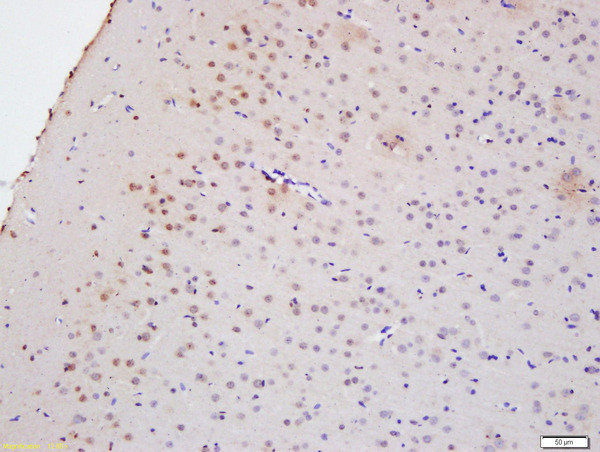Myelin PLP Antibody in Immunohistochemistry (Paraffin) (IHC (P))