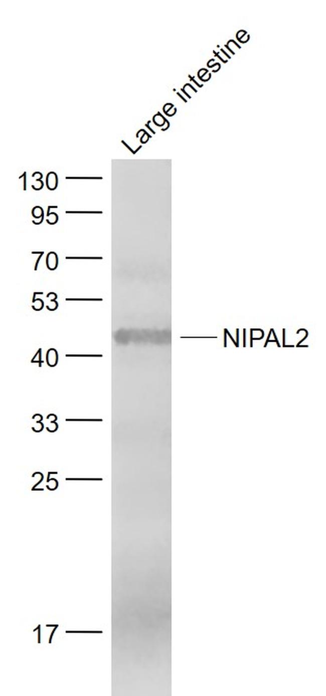 NIPAL2 Antibody in Western Blot (WB)