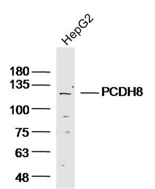 PCDH8 Antibody in Western Blot (WB)