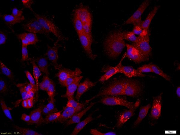 CASPR/Neurexin4 Antibody in Immunocytochemistry (ICC/IF)