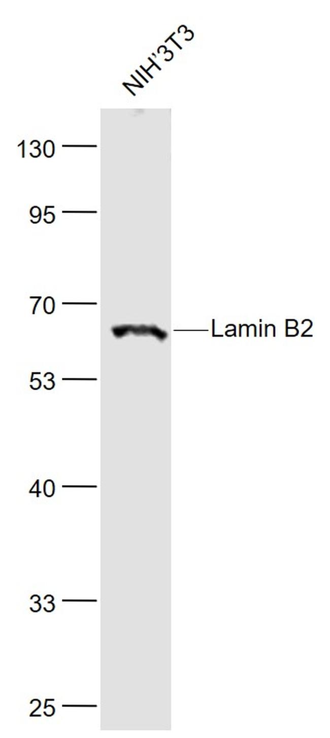 Lamin B2 Antibody in Western Blot (WB)
