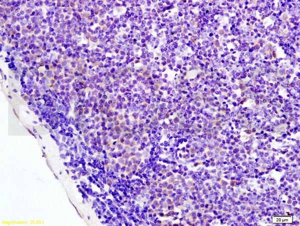 AMPK alpha-1 Antibody in Immunohistochemistry (Paraffin) (IHC (P))